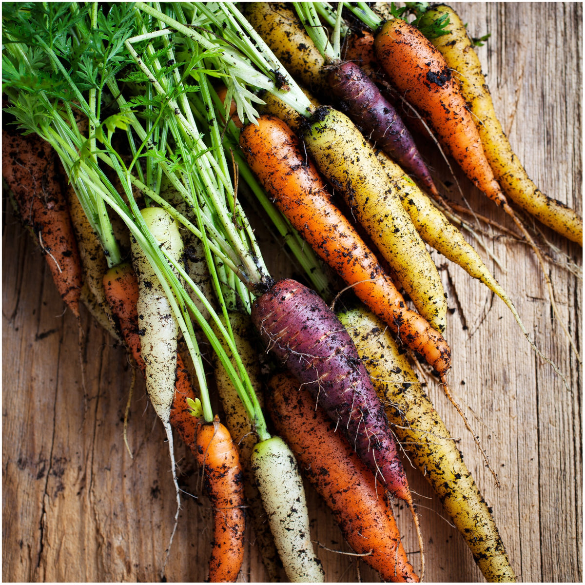 Seed Needs Rainbow Carrot Seeds germination close-up shows sprouts