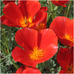 Seed Needs Red Chief seed packet shows illustration and sowing guide for planning