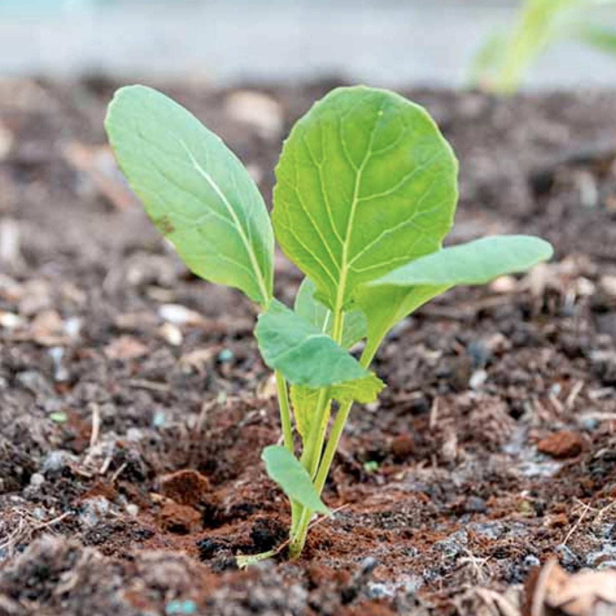 Seed Needs sprouts shine roasted or grilled for nutty sweetness