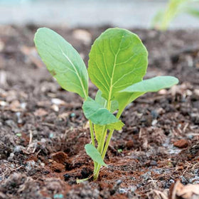 Seed Needs sprouts shine roasted or grilled for nutty sweetness