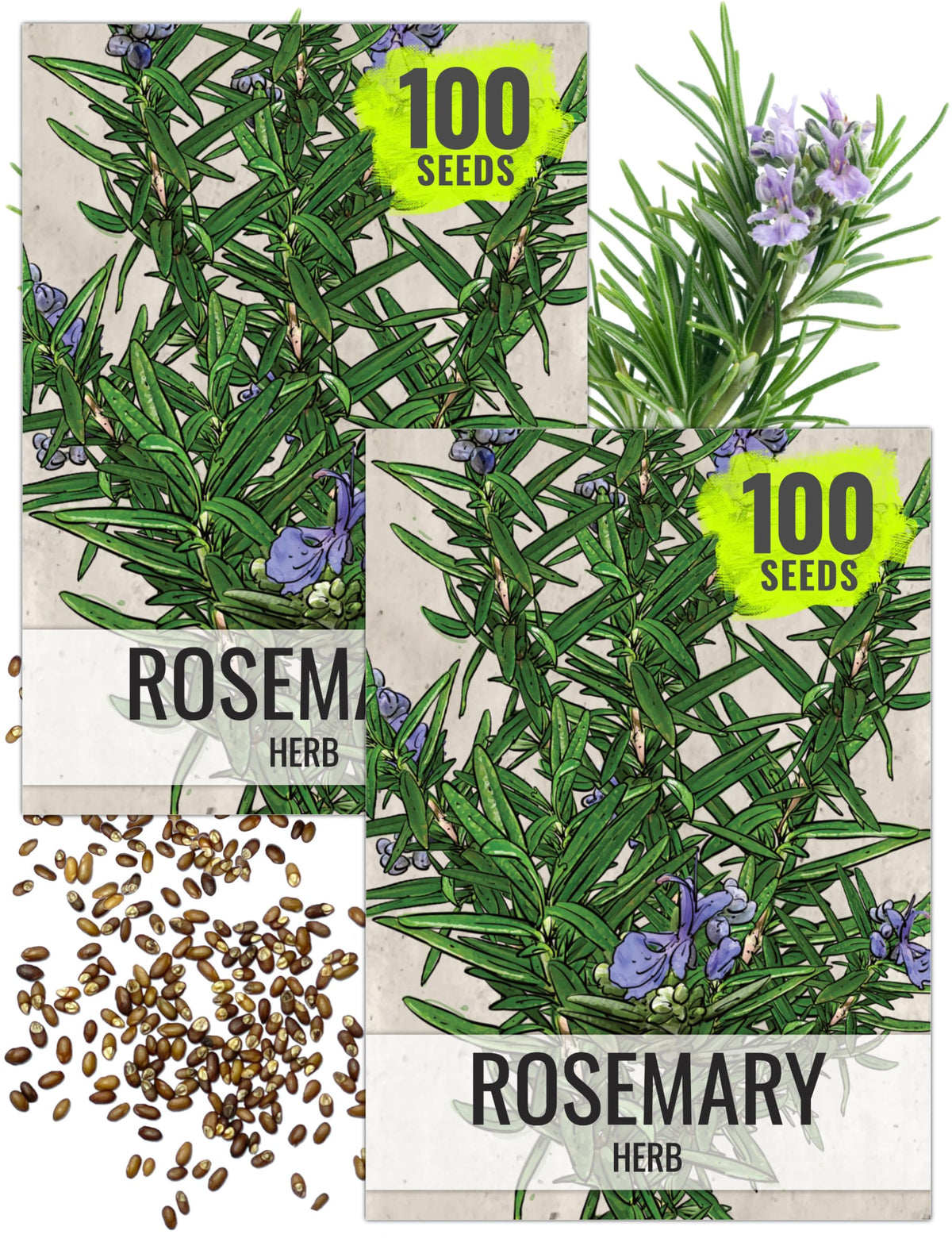 Seed Needs rosemary seeds packet front view for planting