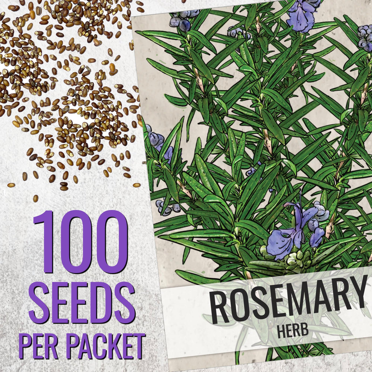 Seed Needs rosemary seeds being held for planning a herb garden