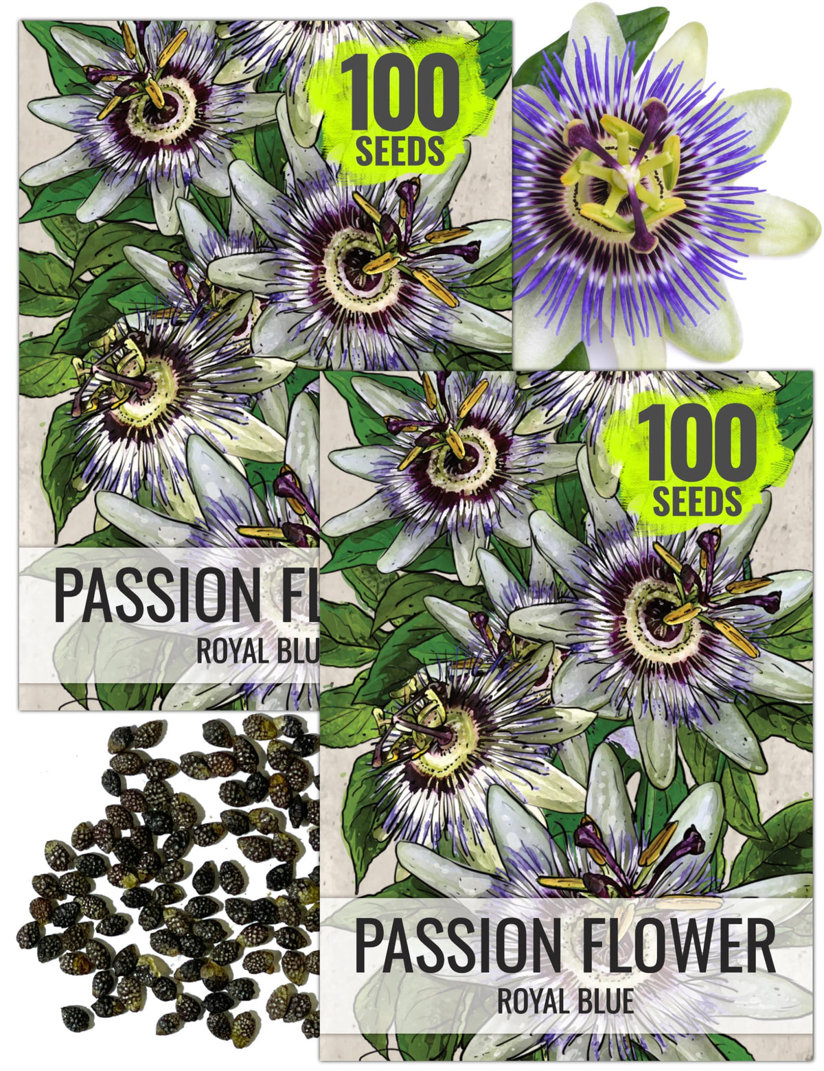 Seed Needs Royal Blue Passion Flower bloom close-up; vibrant blue-white filaments.