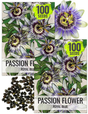 Seed Needs Royal Blue Passion Flower bloom close-up; vibrant blue-white filaments.