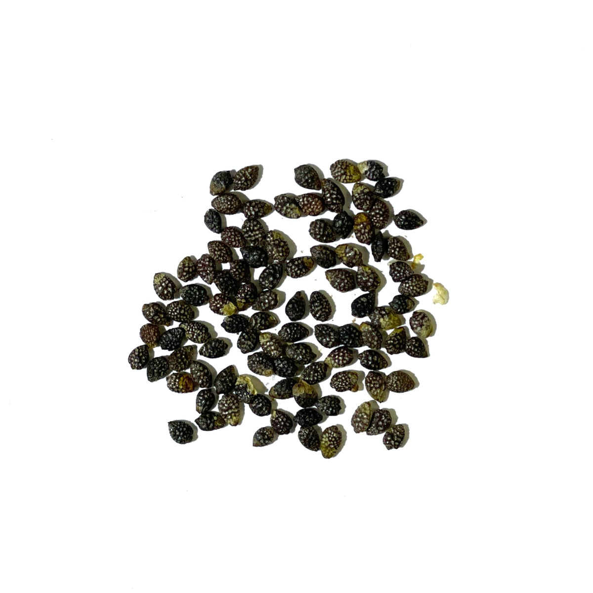 Seed Needs Royal Blue Passion Flower exotic petals add garden color.