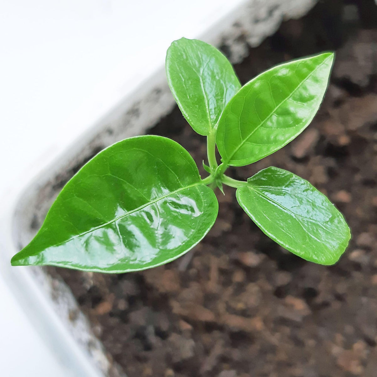 Seed Needs Royal Blue Passion Flower full-sun growth in bright sun.
