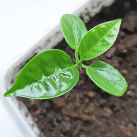 Seed Needs Royal Blue Passion Flower full-sun growth in bright sun.