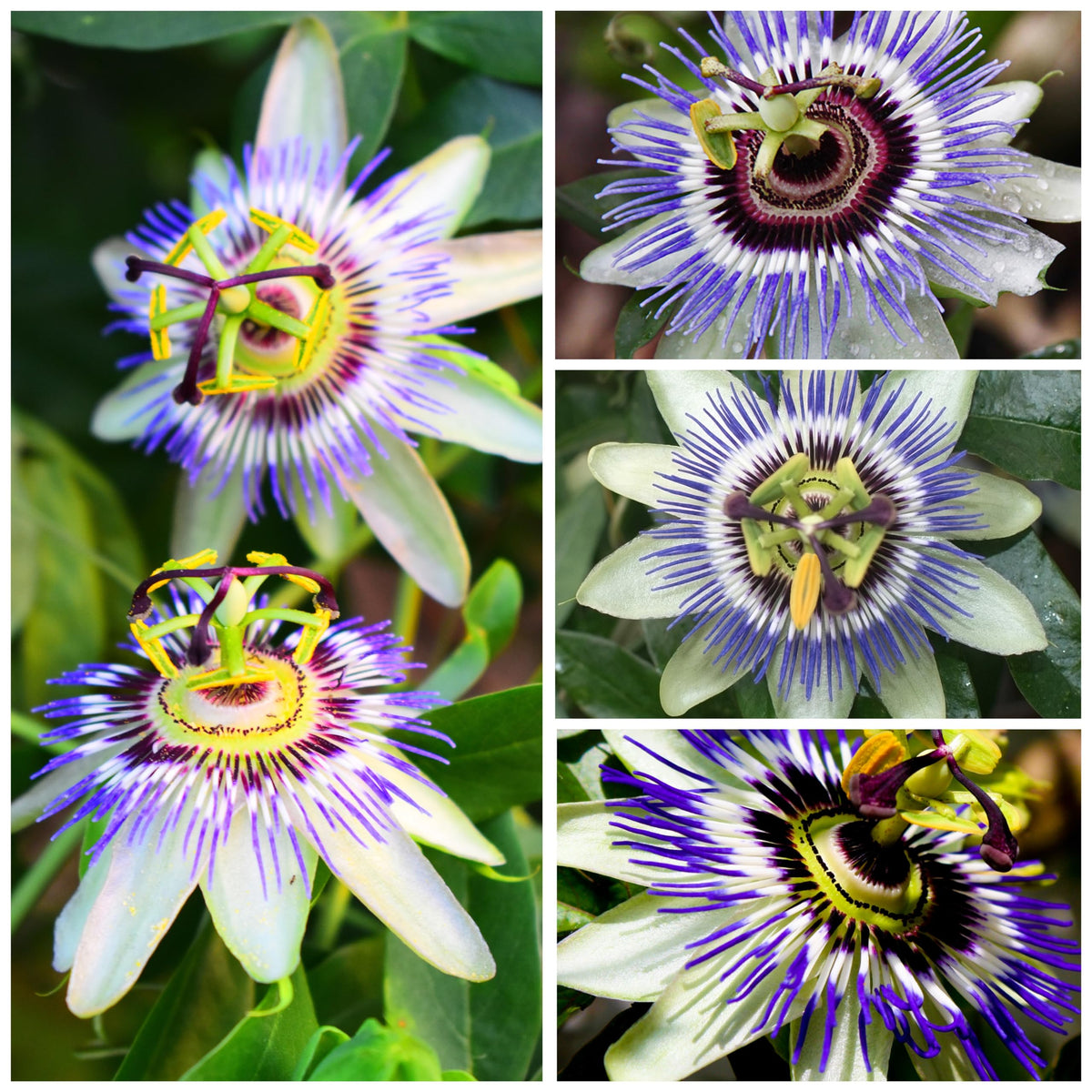 Seed Needs Royal Blue Passion Flower lush foliage ideal for privacy screens.