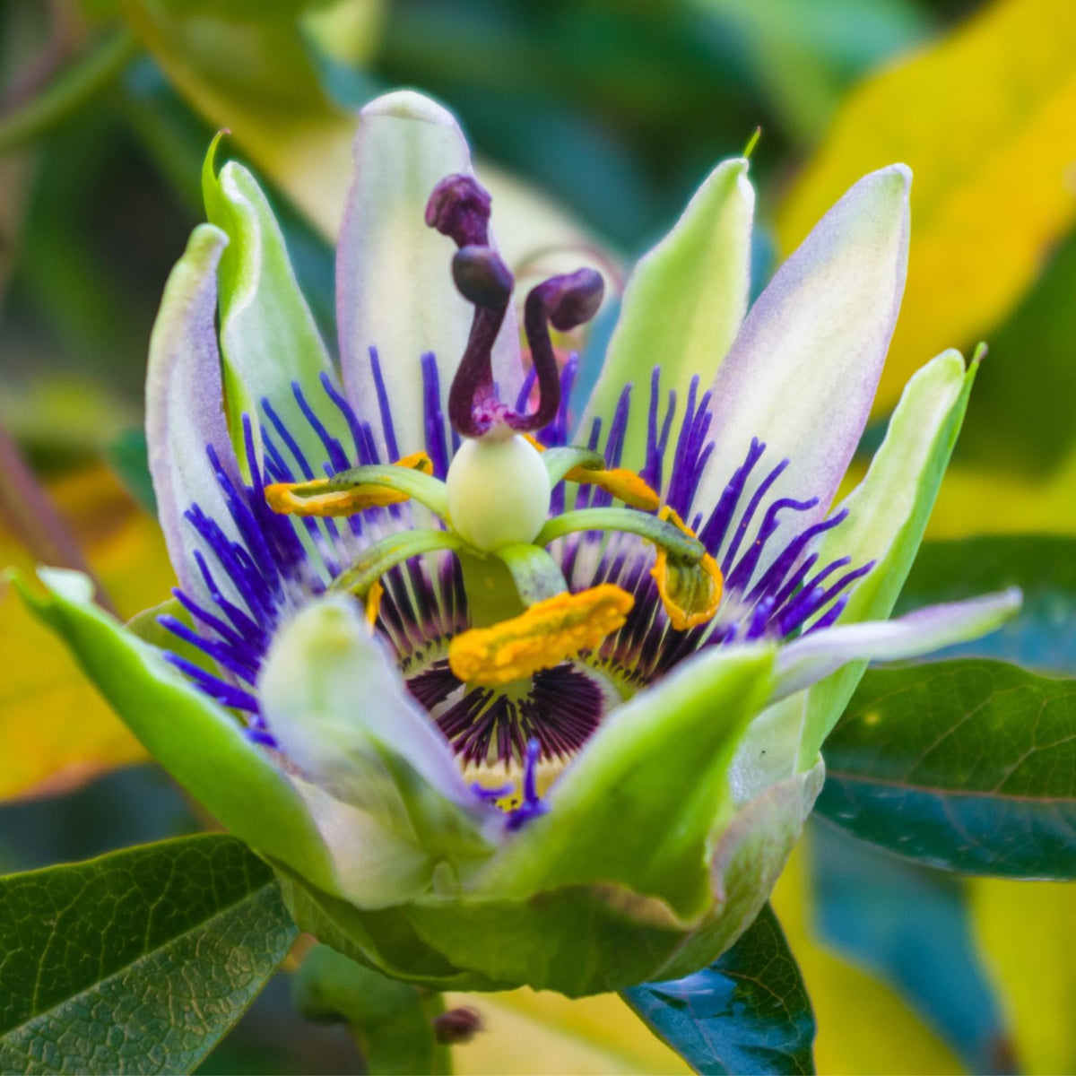 Seed Needs Royal Blue Passion Flower packaging design showing seed packets.