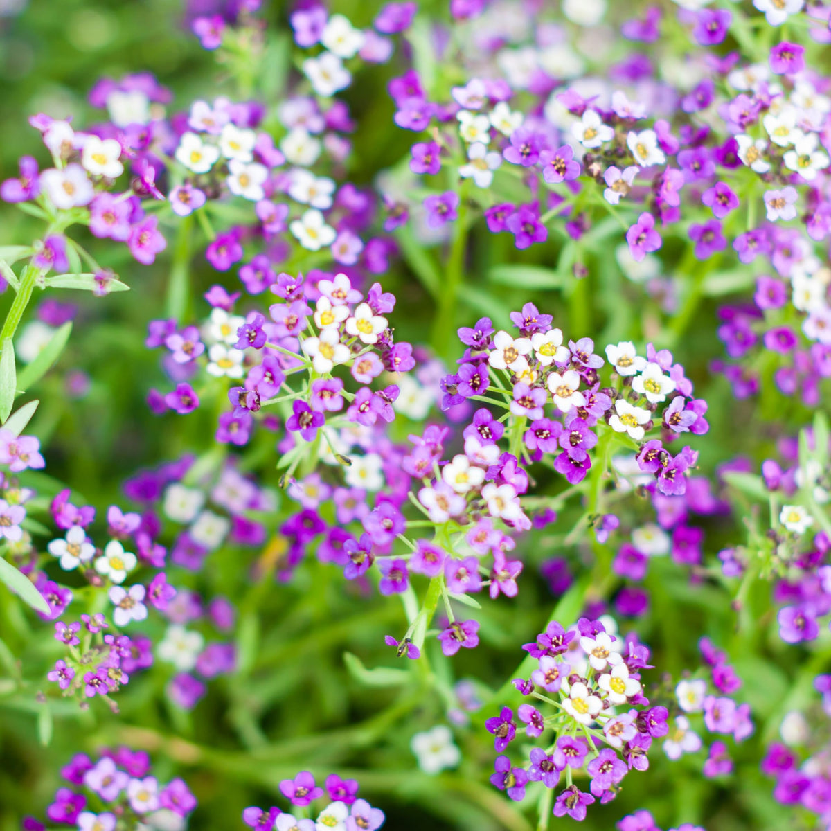 Seed Needs Royal Carpet Alyssum packet artwork with sowing instructions