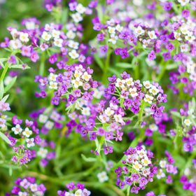 Seed Needs Royal Carpet Alyssum packet artwork with sowing instructions