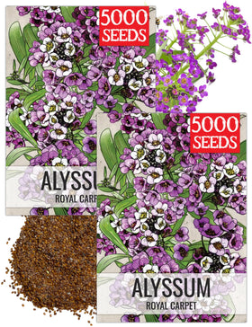 Seed Needs Royal Carpet Alyssum bloom close-up with deep purple flowers for borders
