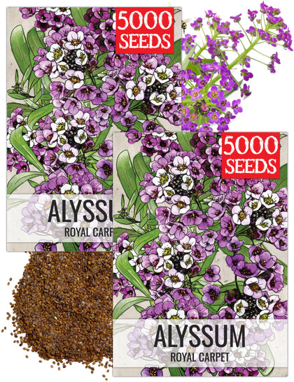 Seed Needs Royal Carpet Alyssum bloom close-up with deep purple flowers for borders