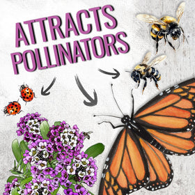 Seed Needs Royal Carpet Alyssum attracting pollinators in garden beds
