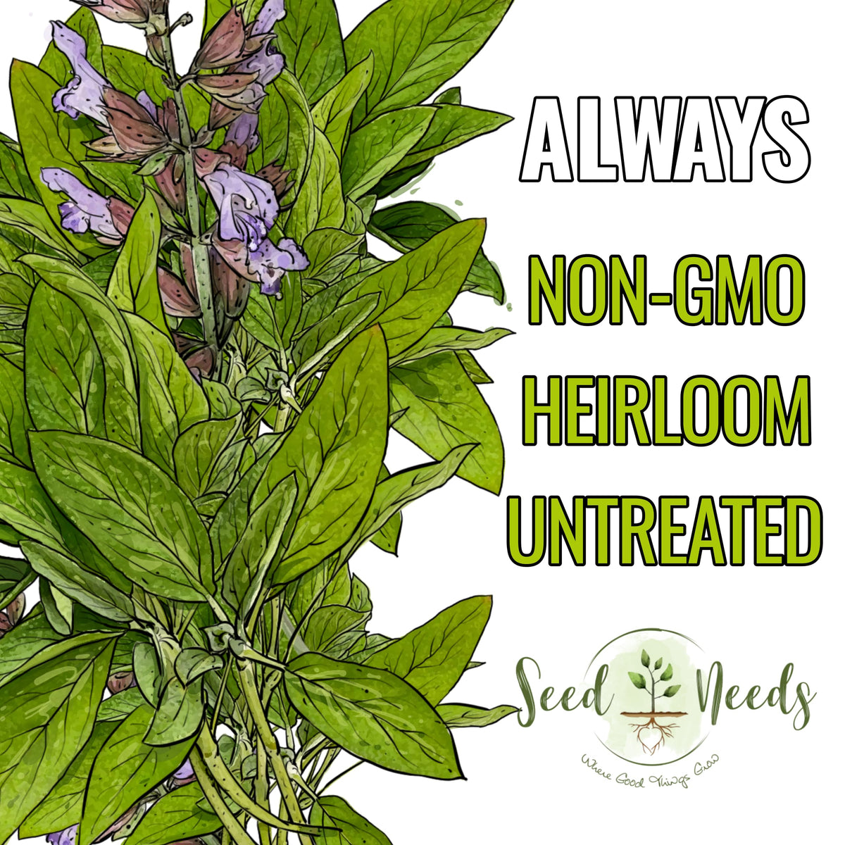 Seed Needs Sage leaves culinary use hints for stuffing and poultry dishes.