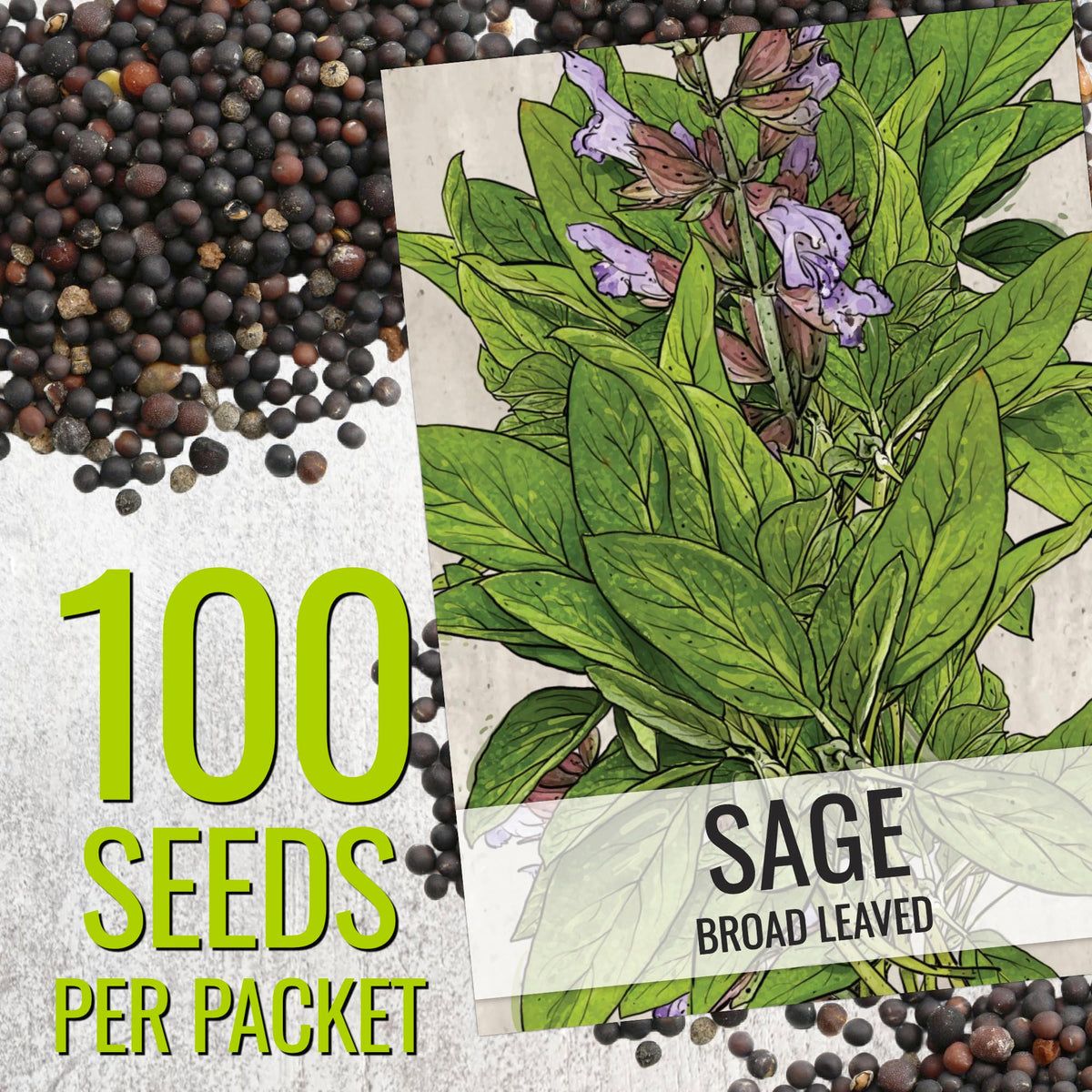 Seed Needs Sage Seeds broad-leaved illustration back shows sowing tips for beginners.