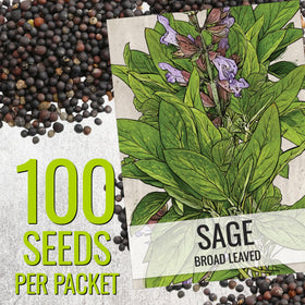 Seed Needs Sage Seeds broad-leaved illustration back shows sowing tips for beginners.