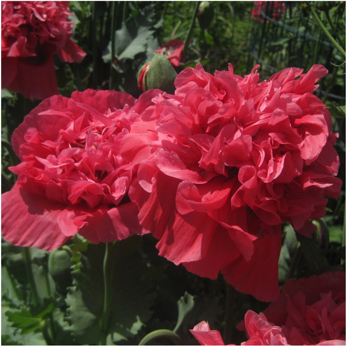 Seed Needs Salmon Peony Poppy petal close-up reveals lush, heirloom petals