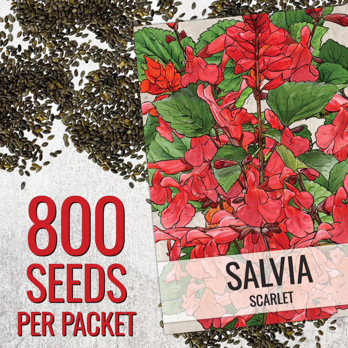 Seed Needs Salvia coccinea scarlet flower image demonstrates dramatic focal point