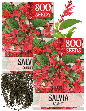 Seed Needs Scarlet Red Sage bloom close-up highlighting vibrant petals and pollinator attraction