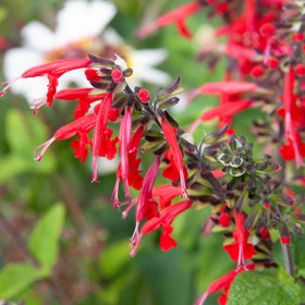 Seed Needs Scarlet Red Sage germination ready packs from growers