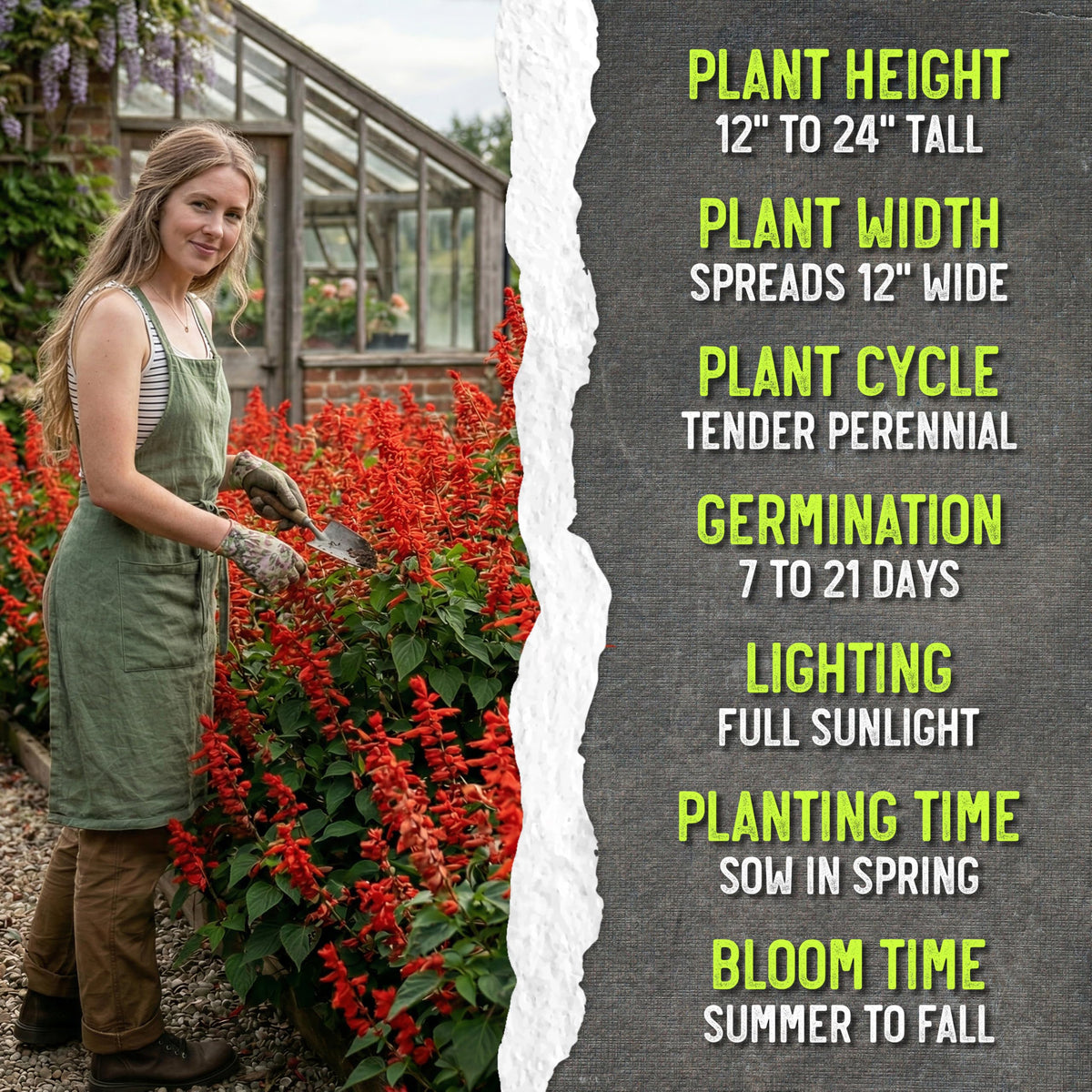 Seed Needs Scarlet Red Sage seed packet artwork highlights sowing instructions