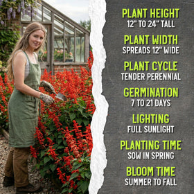Seed Needs Scarlet Red Sage seed packet artwork highlights sowing instructions