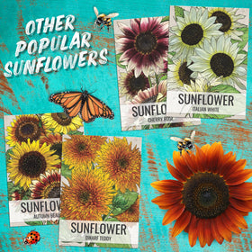 Seed Needs seed packet artwork and sowing instructions on pack