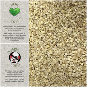 Seed Needs seed packet front artwork with sowing guidance.