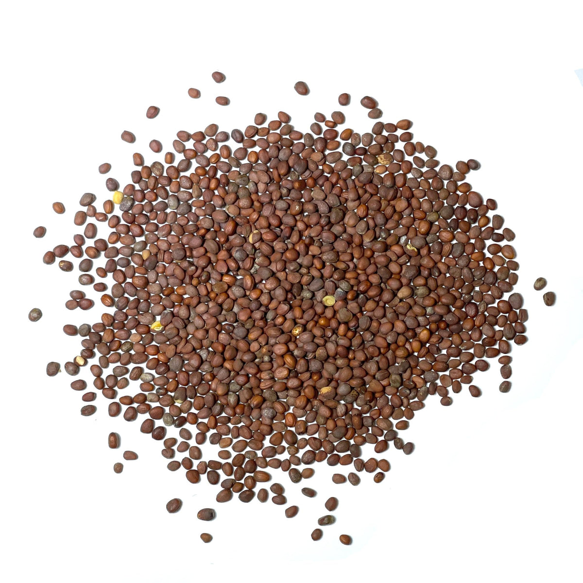 Seed Needs seed packet front providing sowing information and care tips.