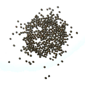 Seed Needs Shiso indoor window garden, compact herb for kitchen flavor.