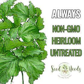 Seed Needs Shiso outdoors thriving green perilla leaves for salads.