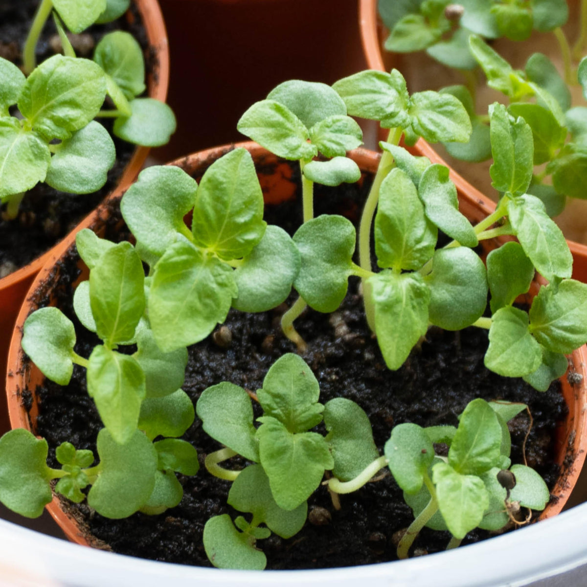 Seed Needs Shiso seed packet label highlights non-GMO and heirloom varietal.