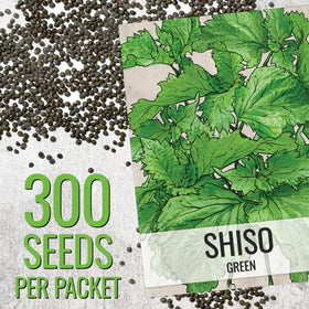 Seed Needs Shiso seeds close-up, tiny grains ready for germination in a home garden.