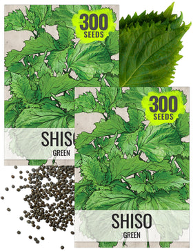 Seed Needs Shiso seeds packaging, non-GMO heirloom for convenient culinary gardening.