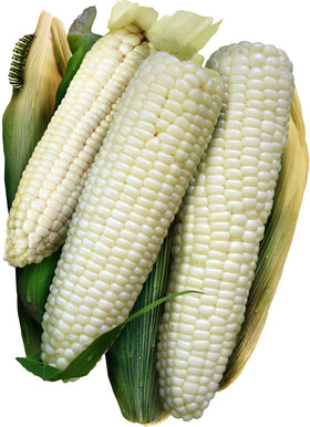 Seed Needs Silver Queen cob closeup with creamy kernels for fresh corn