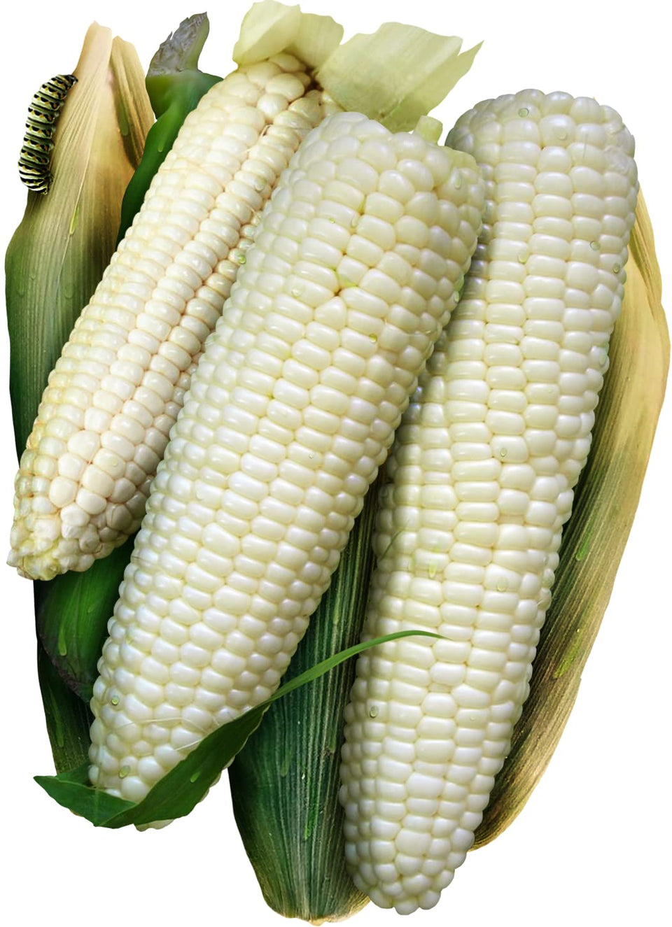 Seed Needs Silver Queen cob closeup with creamy kernels for fresh corn