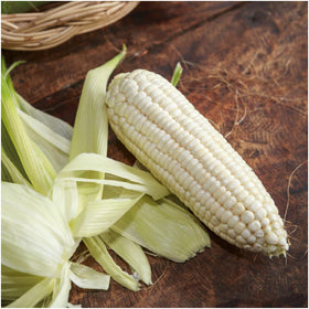 Seed Needs Silver Queen ear ready for harvest showing plump kernels
