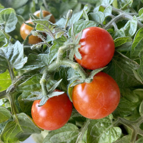 Seed Needs sowing guide on packet back helps planning.