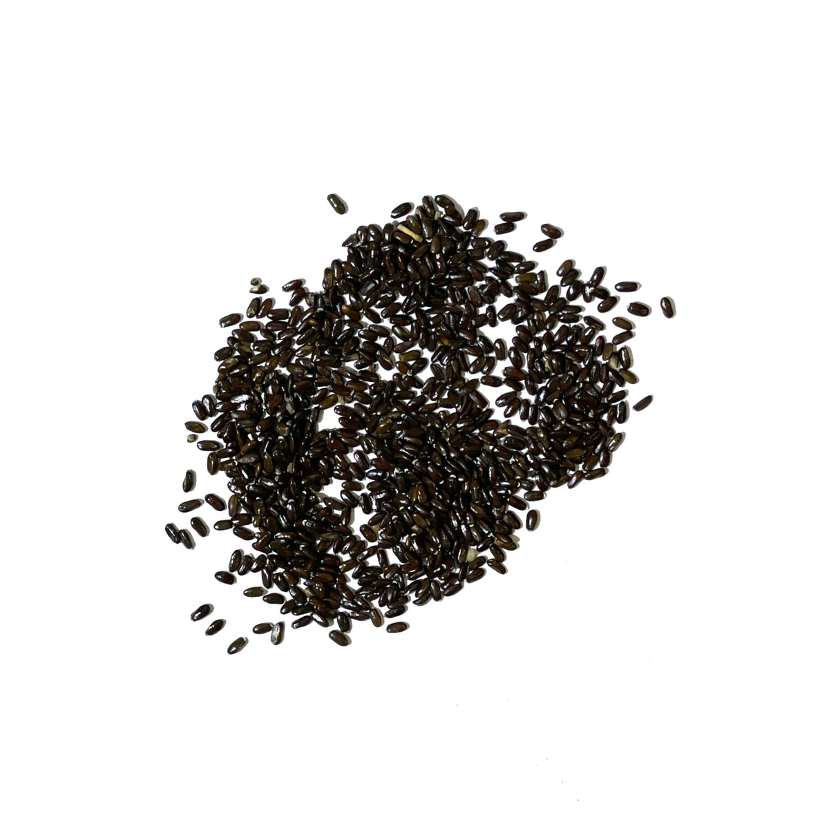 Seed Needs Spike Lavender Seeds close-up of budding spikes with blooms.