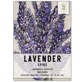 Seed Needs Spike Lavender Seeds pack ready for sowing in a sunny border.