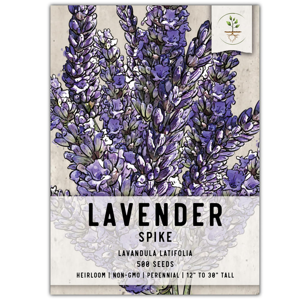 Seed Needs Spike Lavender Seeds pack ready for sowing in a sunny border.