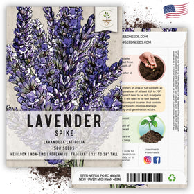 Seed Needs Spike Lavender Seeds in a pollinator garden attracting bees.