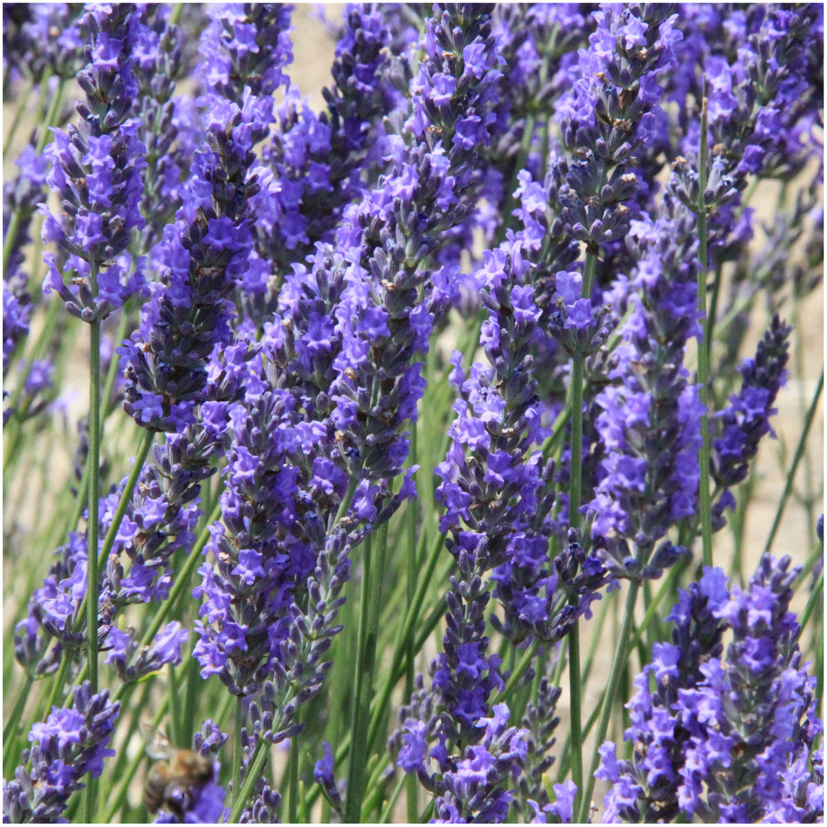 Seed Needs Spike Lavender Seeds germination in fertile soil.