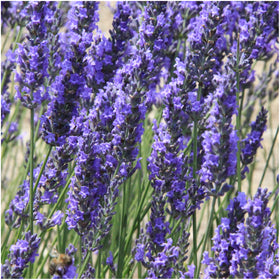 Seed Needs Spike Lavender Seeds germination in fertile soil.
