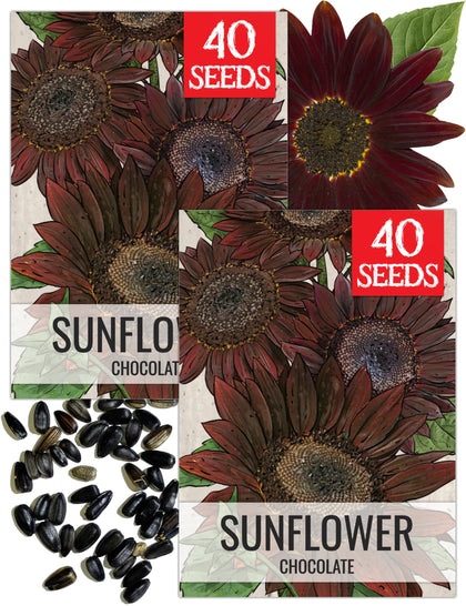 Seed Needs chocolate sunflower packs seeds ready for outdoor planting and color
