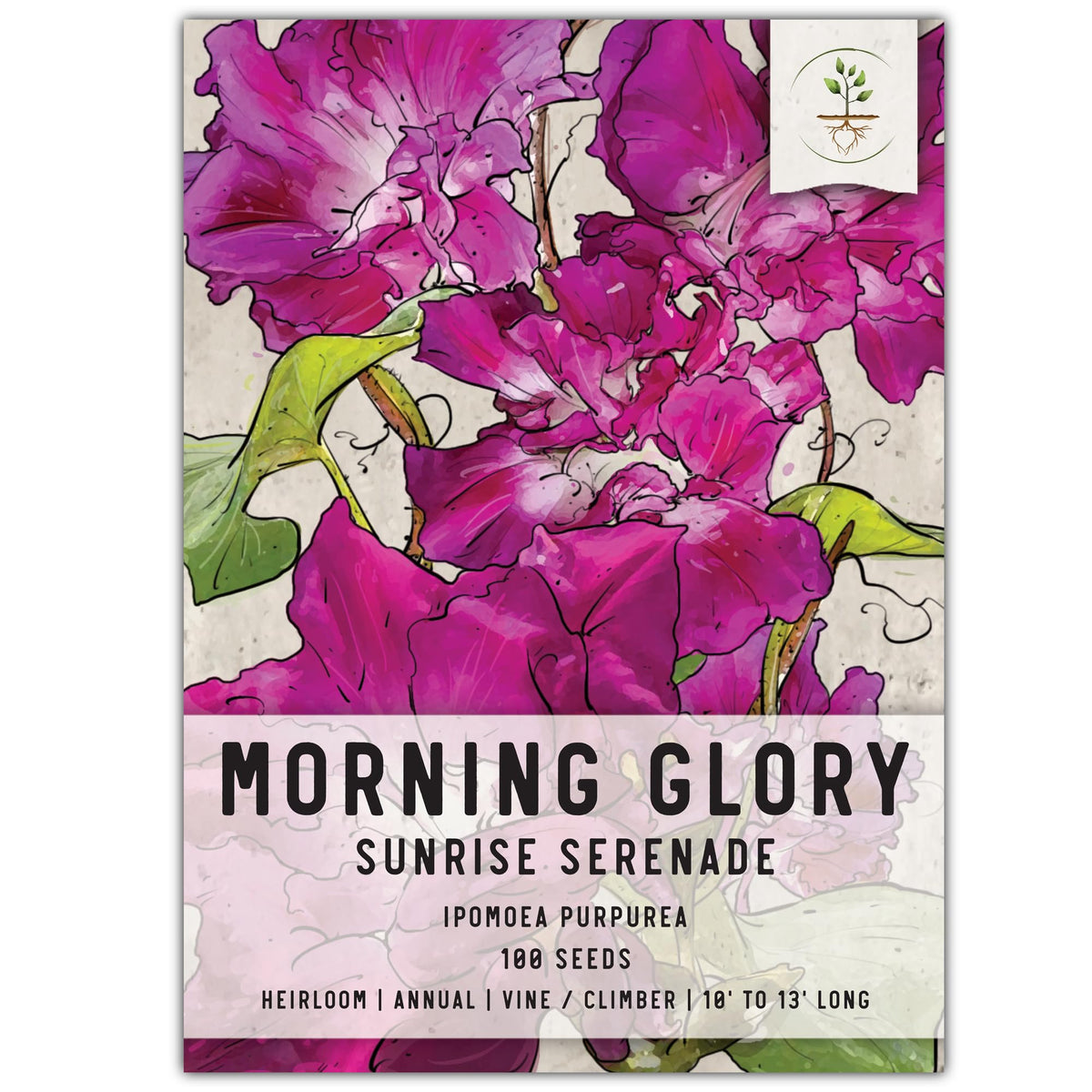 Seed Needs Sunrise Serenade bloom close-up on a vibrant morning glory