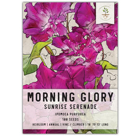 Seed Needs Sunrise Serenade bloom close-up on a vibrant morning glory