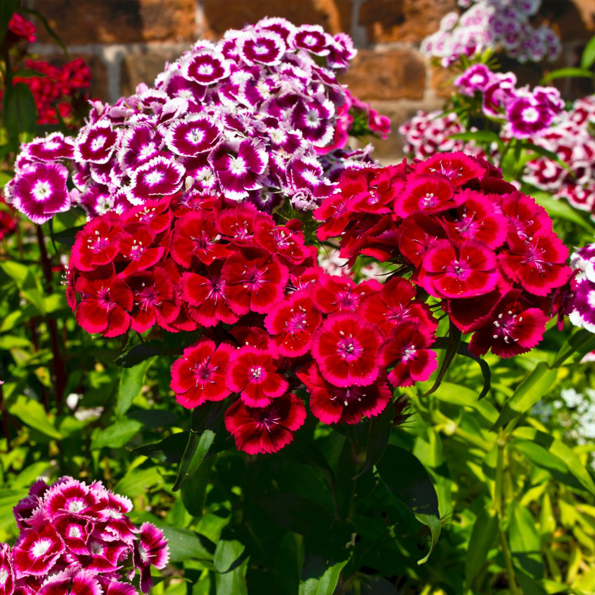 Seed Needs Sweet William seeds attract pollinators, boosting garden biodiversity.