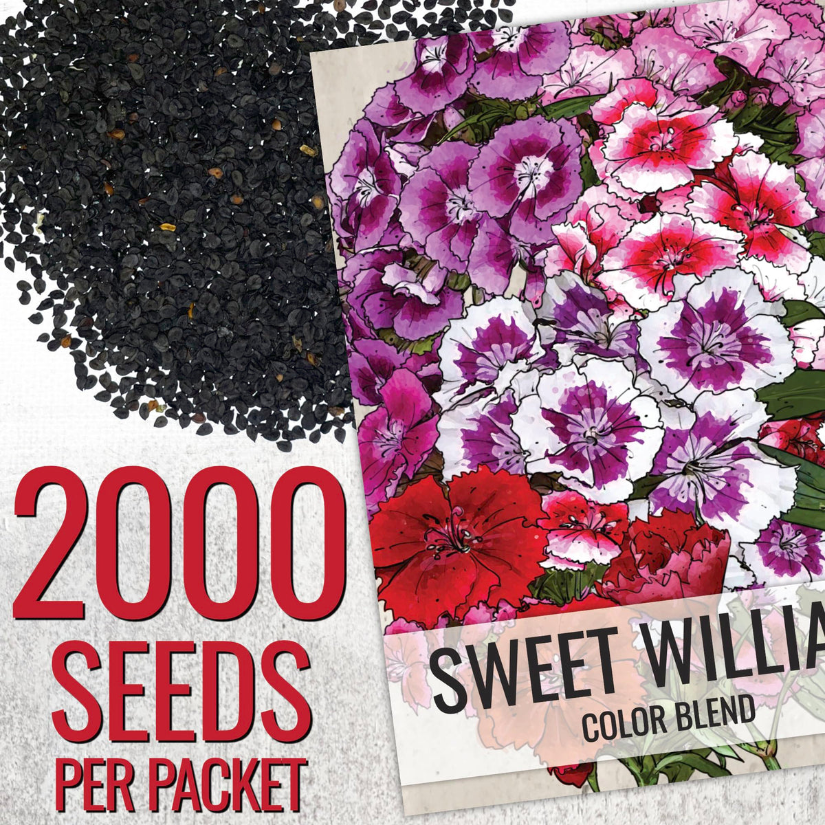 Seed Needs Sweet William seeds red blooms, ideal for vibrant garden borders.
